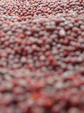 Close-up of premium quality seeds packaged for sale.