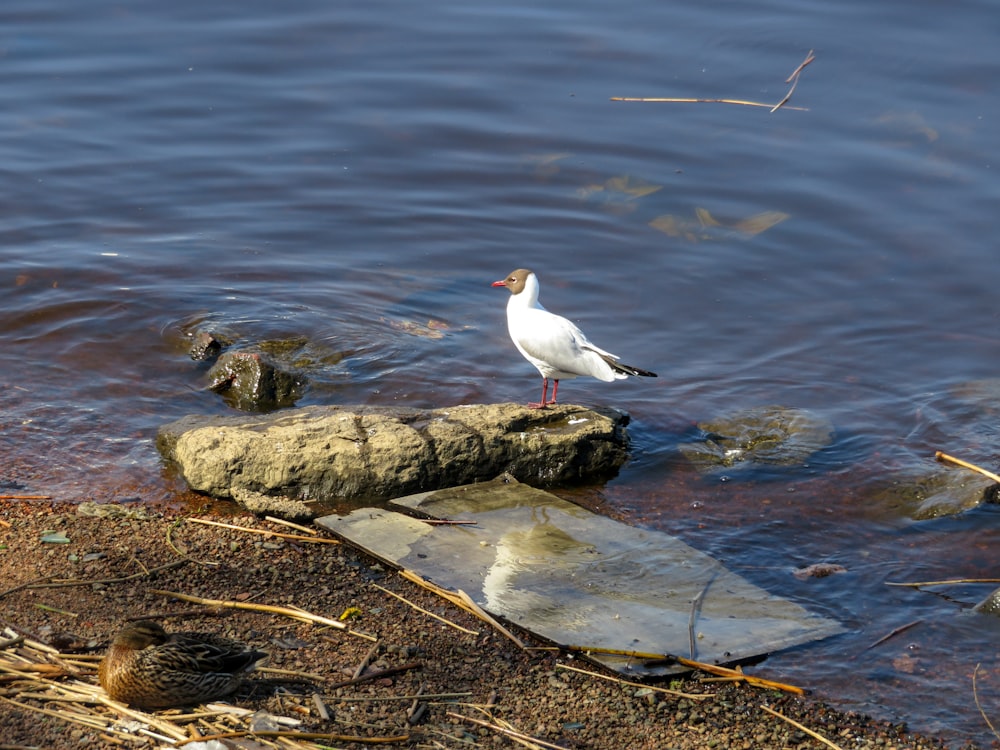 a bird standing on a rock in the water