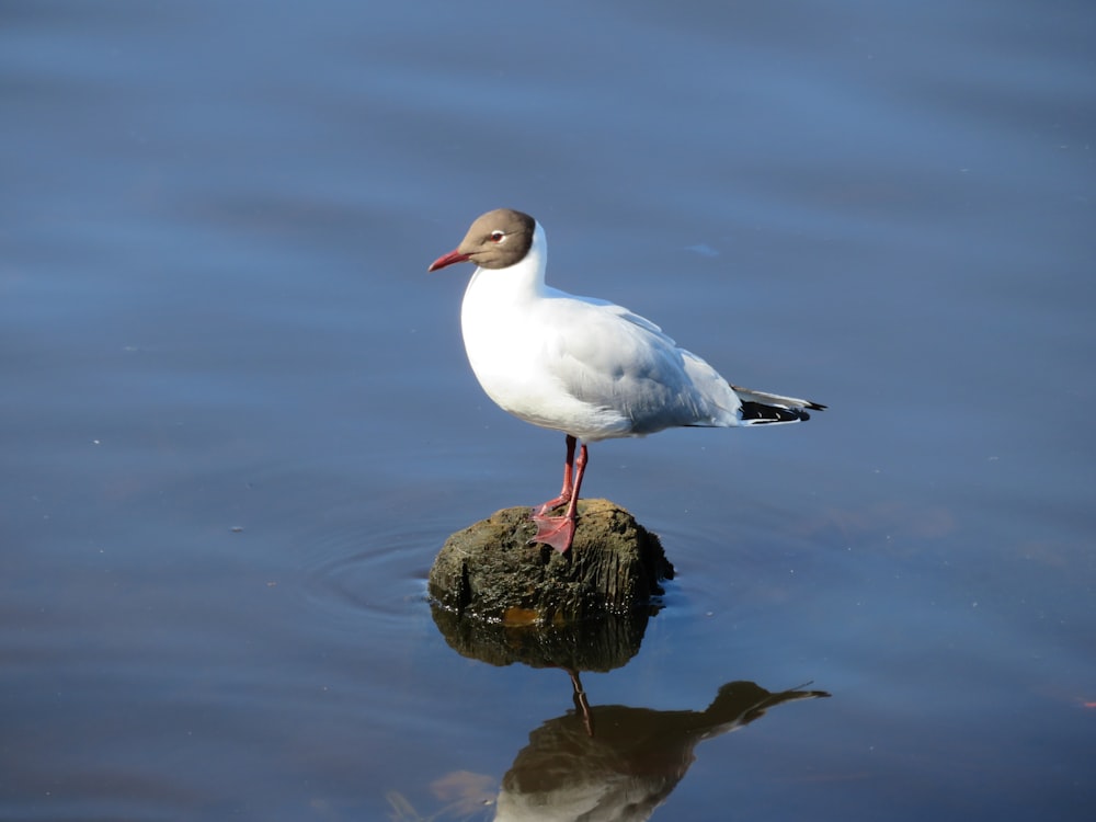 Eine Möwe, die auf einem Felsen im Wasser steht