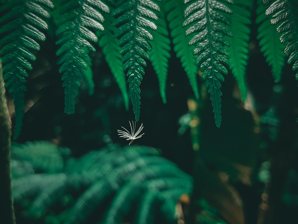 a fern leaf hanging from a tree in a forest