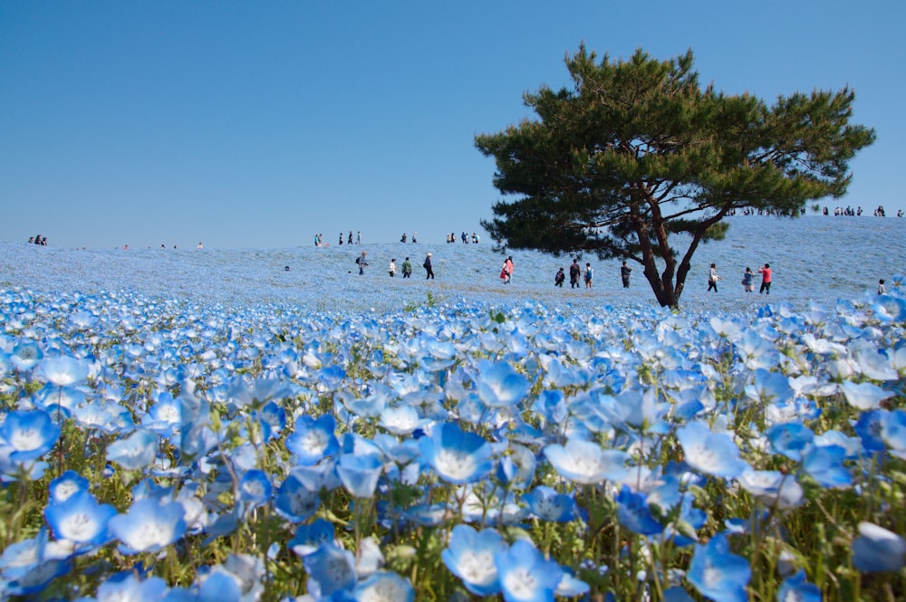 a field full of blue flowers with a tree in the background