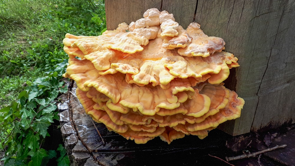 a cluster of mushrooms growing on a wooden post