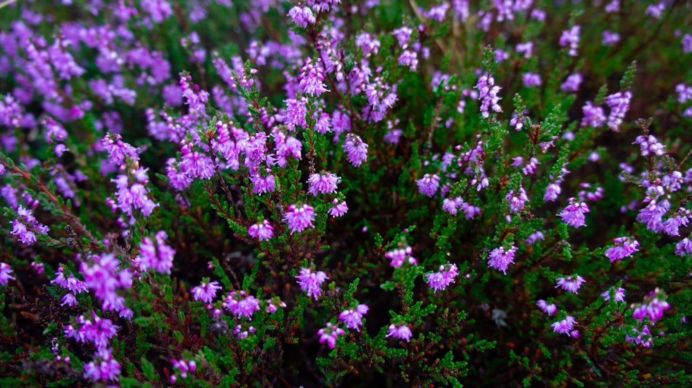 a bunch of purple flowers that are in the grass