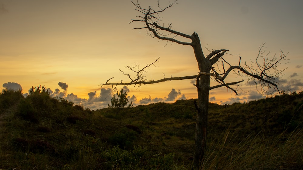 a dead tree in a grassy field at sunset
