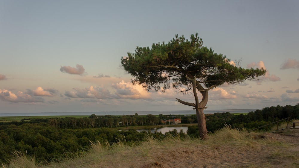 a lone pine tree on a hill overlooking a body of water