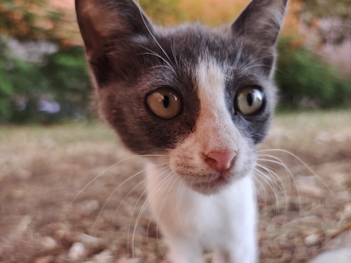 A close-up of a cat’s face with bright green eyes looking curious.
