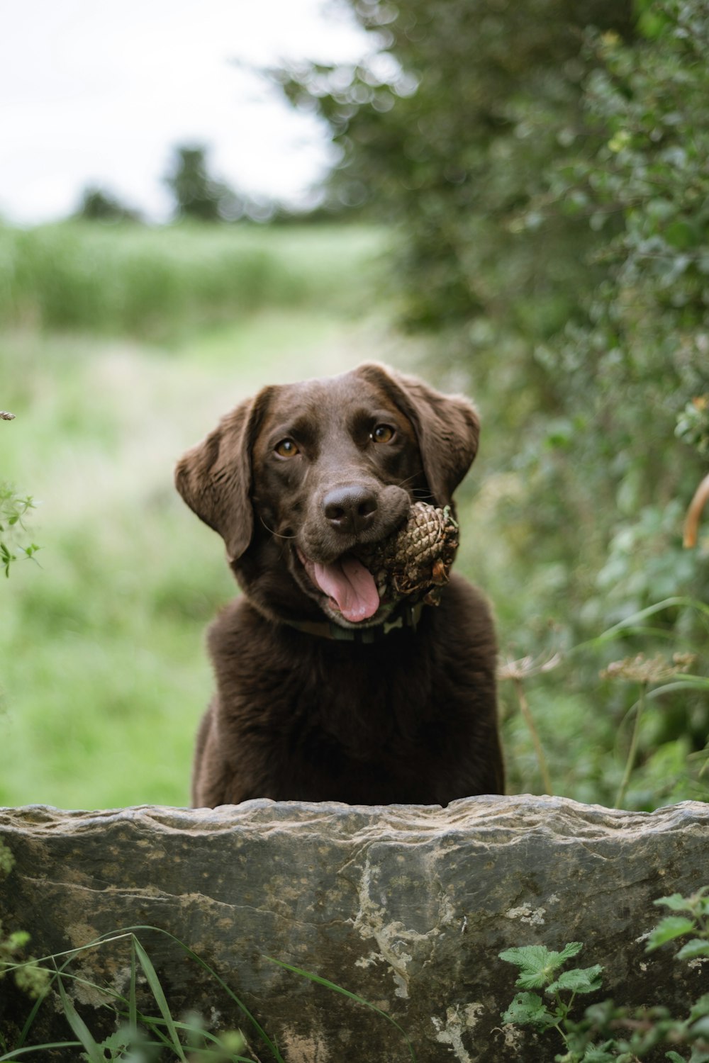 a brown dog holding a pine cone in its mouth
