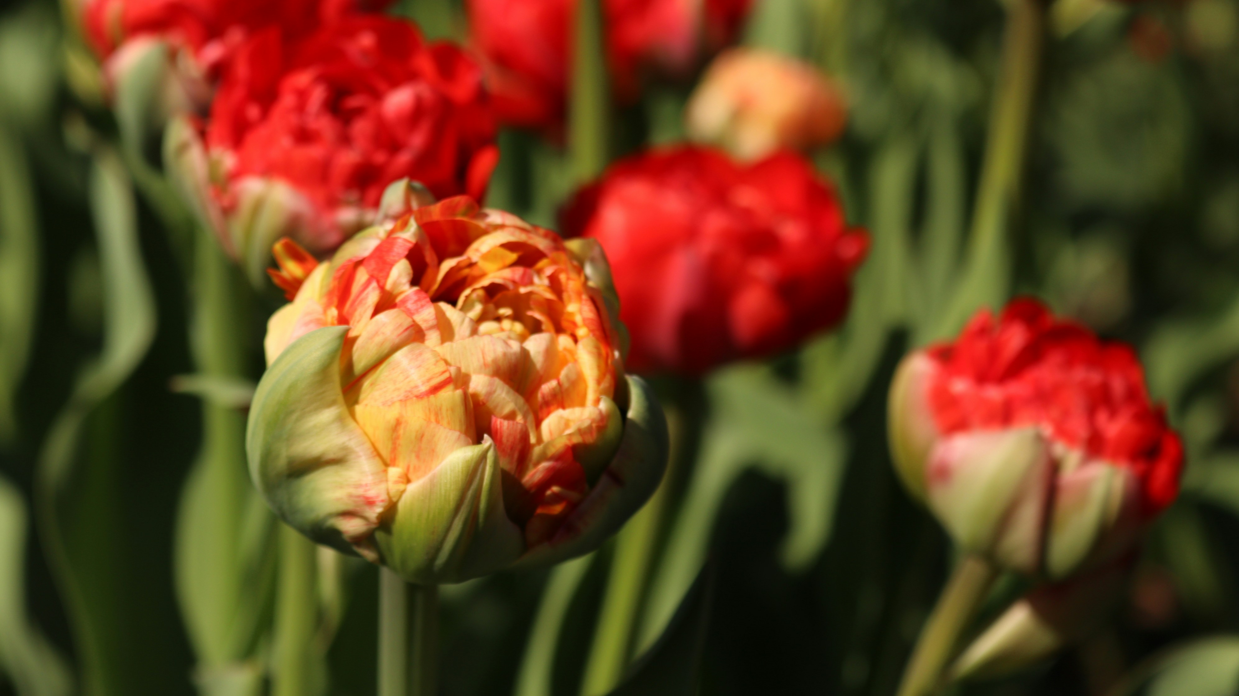 a bunch of red and yellow flowers in a field