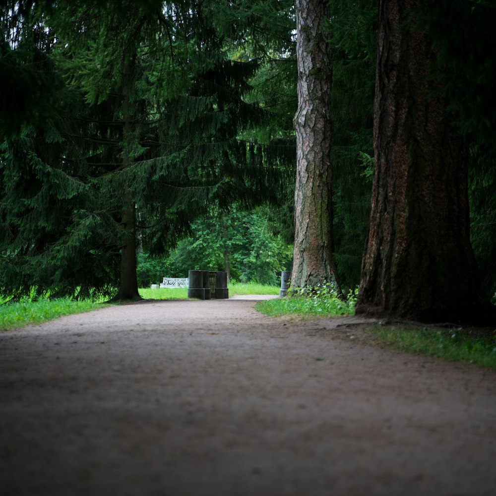 a path in a park with a bench between two trees