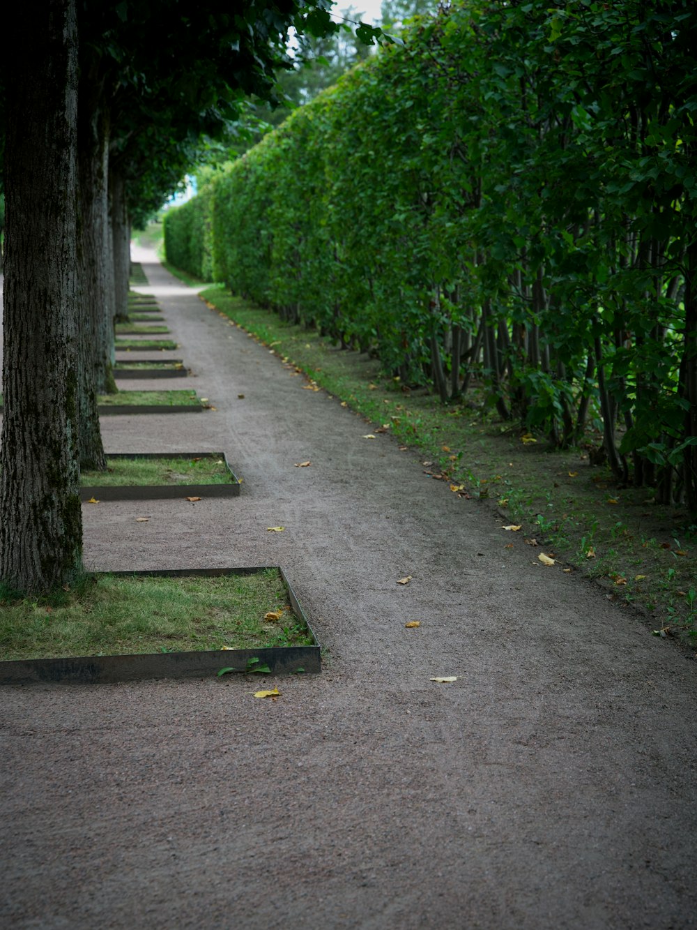 a row of trees line a path in a park