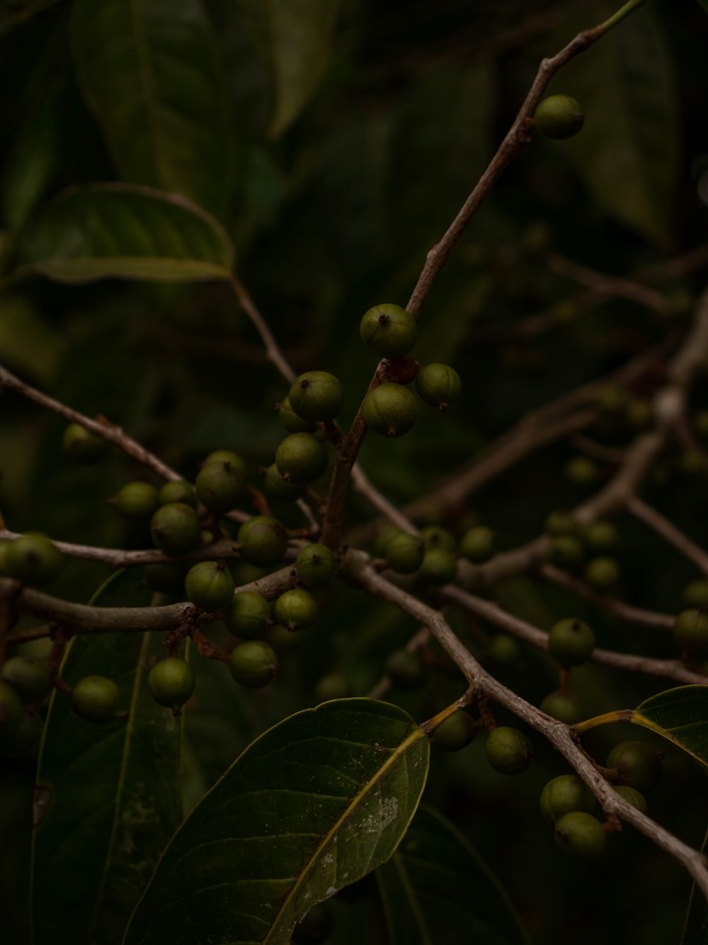 a close up of a bunch of fruit on a tree