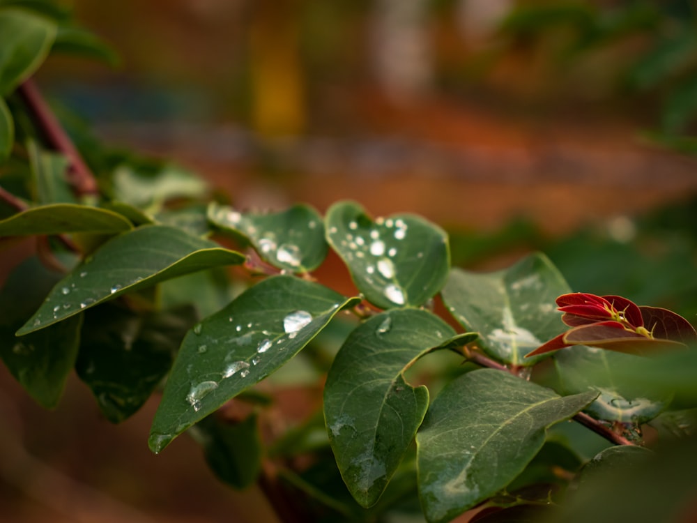 a close up of a leafy plant with water droplets on it