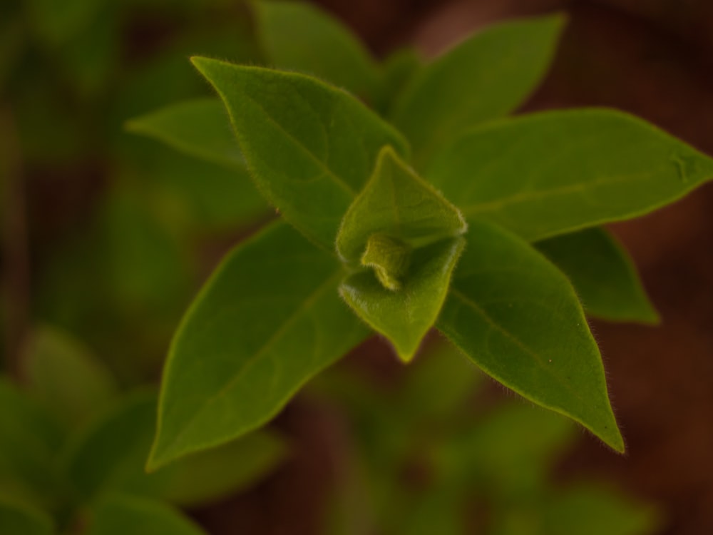 a close up of a green plant with leaves