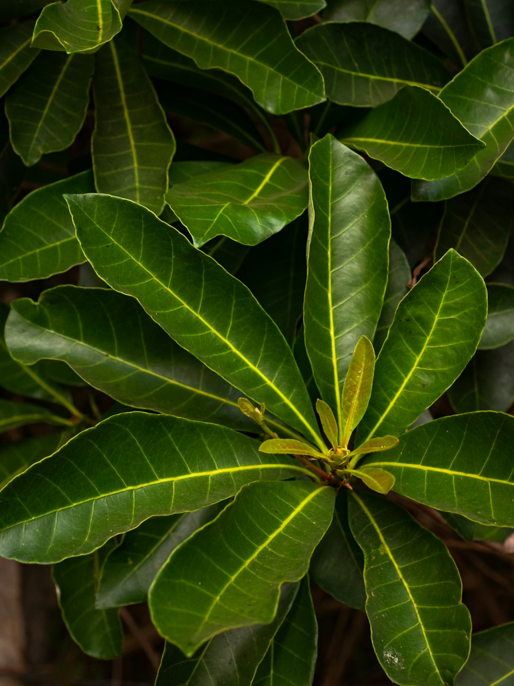 a close up of a green leafy plant