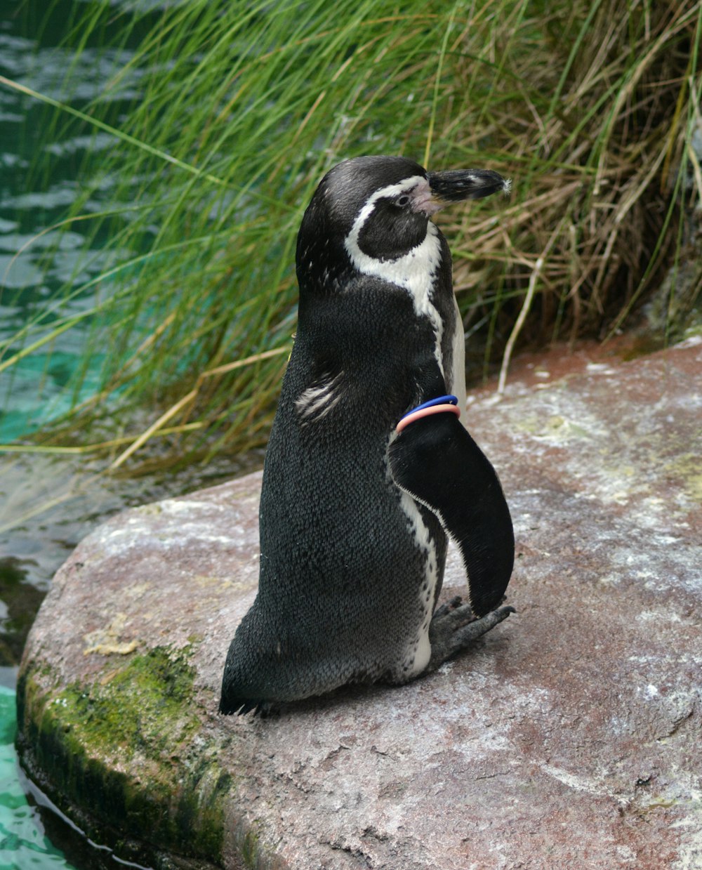 a penguin sitting on a rock next to a body of water
