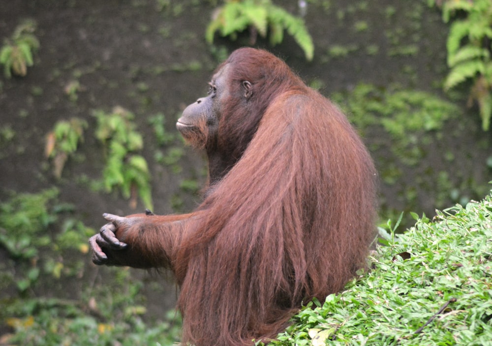 a large brown gorilla sitting on top of a lush green hillside