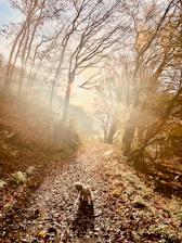 A happy dog walking along a forest trail in Tomkins Cove during autumn.