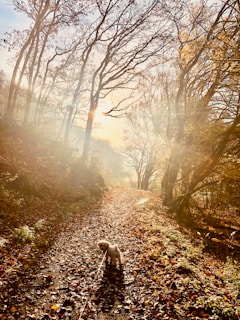A small dog on a leash walks along a forest path covered in fallen autumn leaves. Sunlight filters through the bare branches of tall trees, creating a warm glow and casting long shadows on the ground. The scene evokes a peaceful, serene atmosphere.
