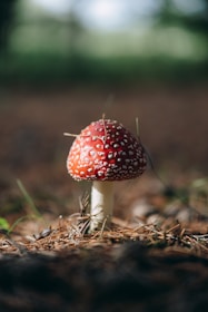 A vibrant red toadstool mushroom with white spots is prominently featured, growing amidst a forest floor covered in pine needles. The background is softly blurred, suggesting a tranquil, natural setting.