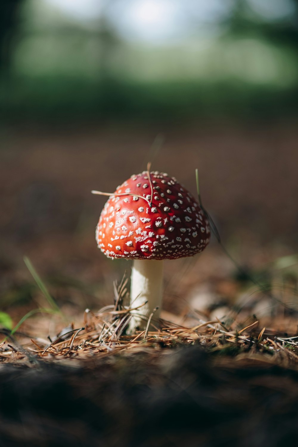 a small red mushroom sitting on the ground