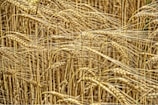A close-up of golden wheat fields swaying in the breeze.