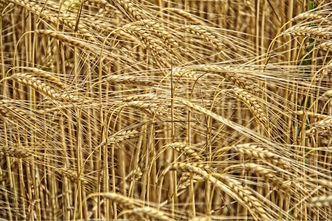 A close-up of golden wheat fields swaying in the breeze.