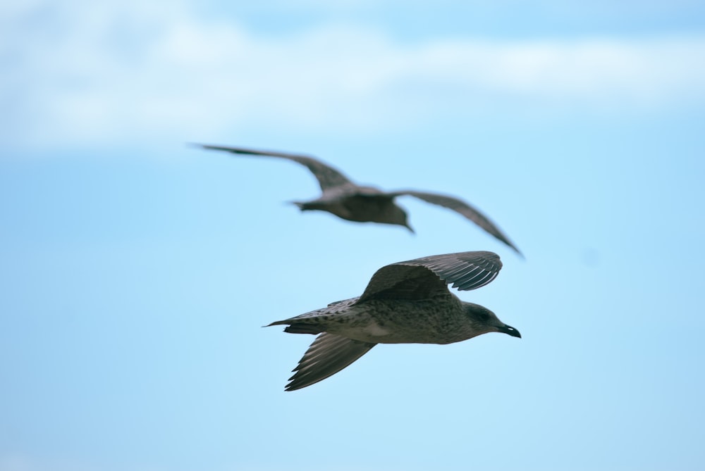 a couple of birds flying through a blue sky