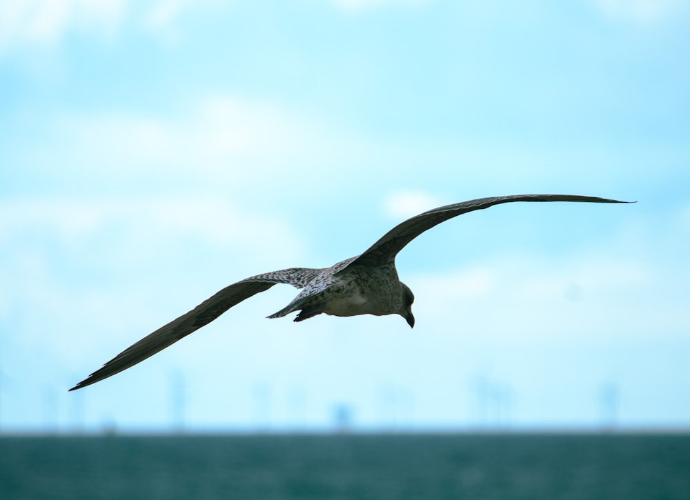 a bird flying over a body of water