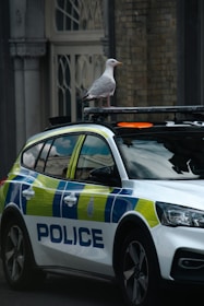 a police car with a seagull sitting on top of it