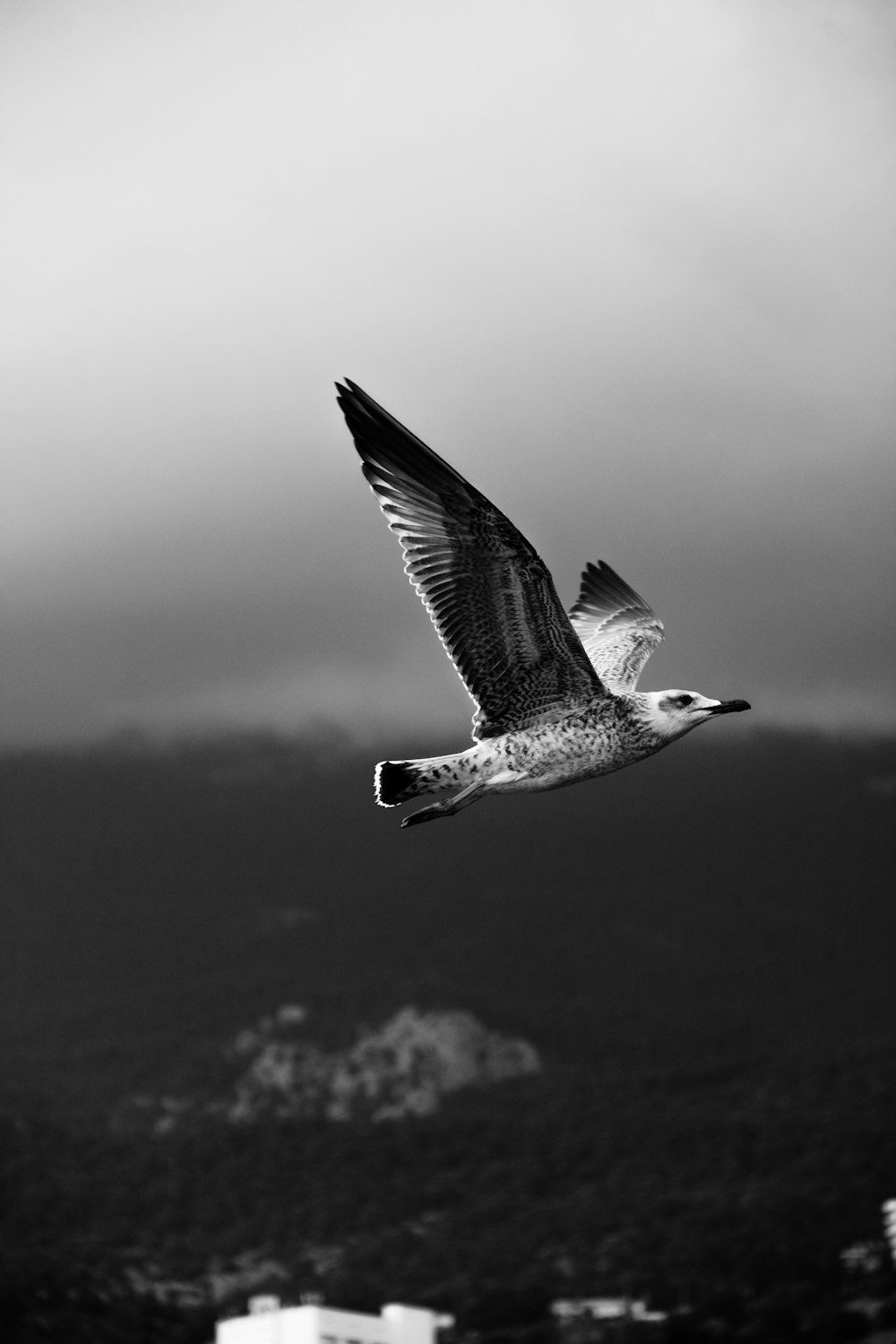 a black and white photo of a seagull in flight
