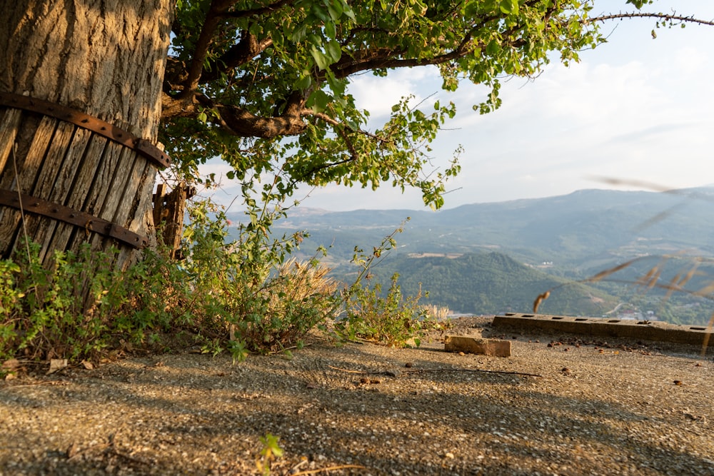 a bench under a tree on a hill side