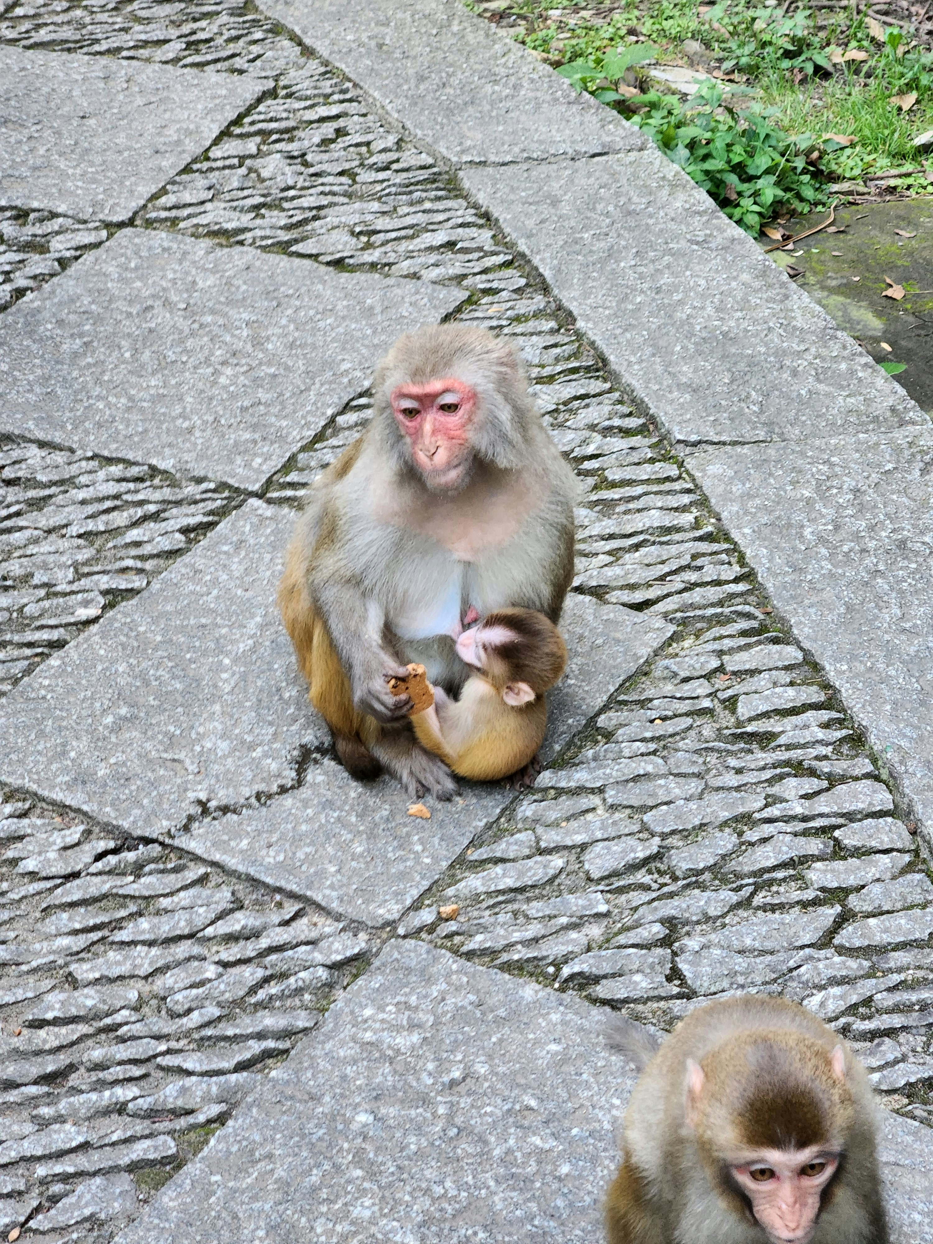 a couple of monkeys sitting on top of a stone walkway