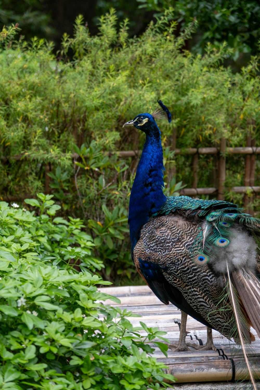 a peacock standing on top of a wooden platform