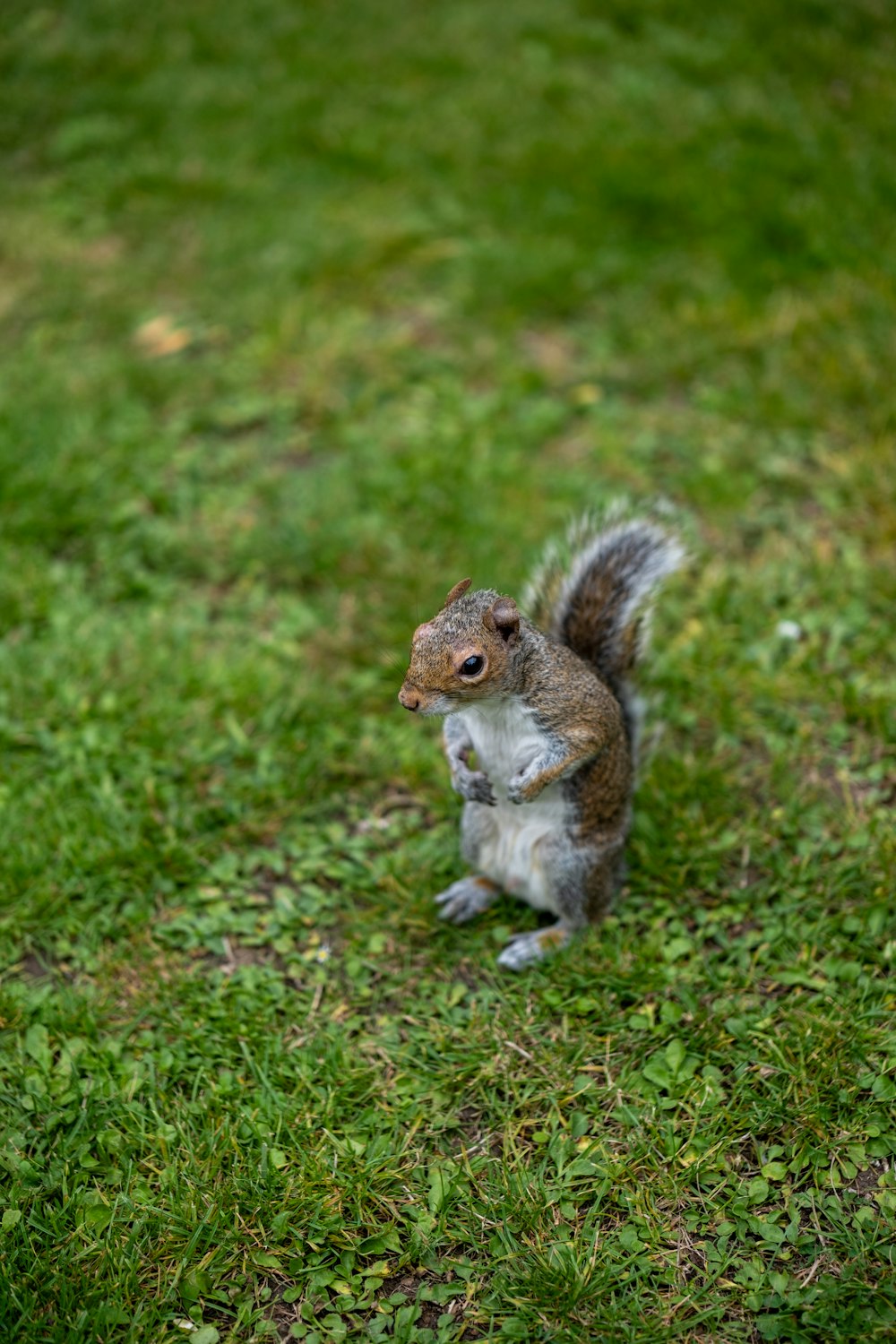 a squirrel standing on its hind legs in the grass