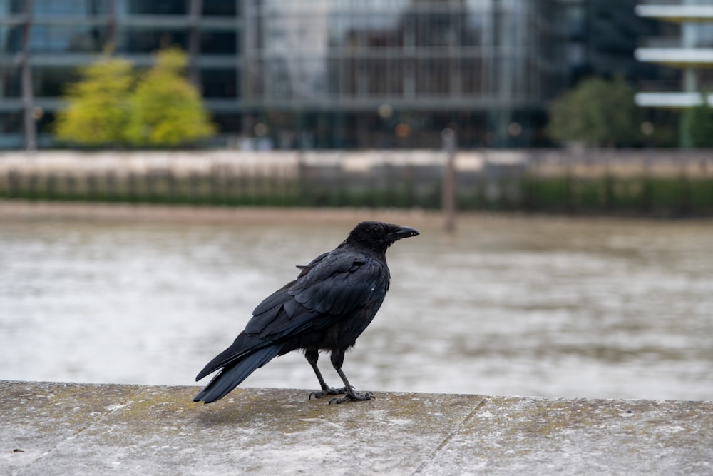 a black bird sitting on a ledge next to a body of water