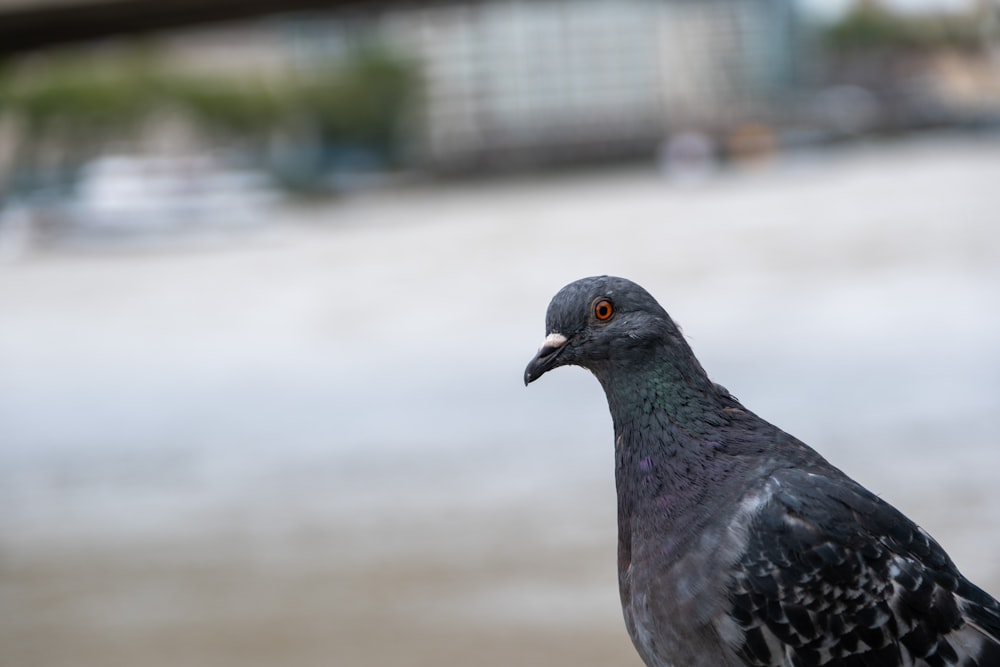 a close up of a pigeon on a ledge