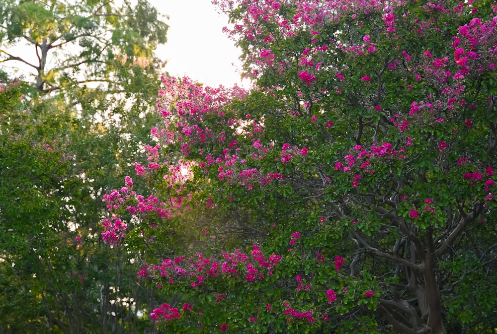 Un exuberante bosque verde lleno de muchas flores rosadas