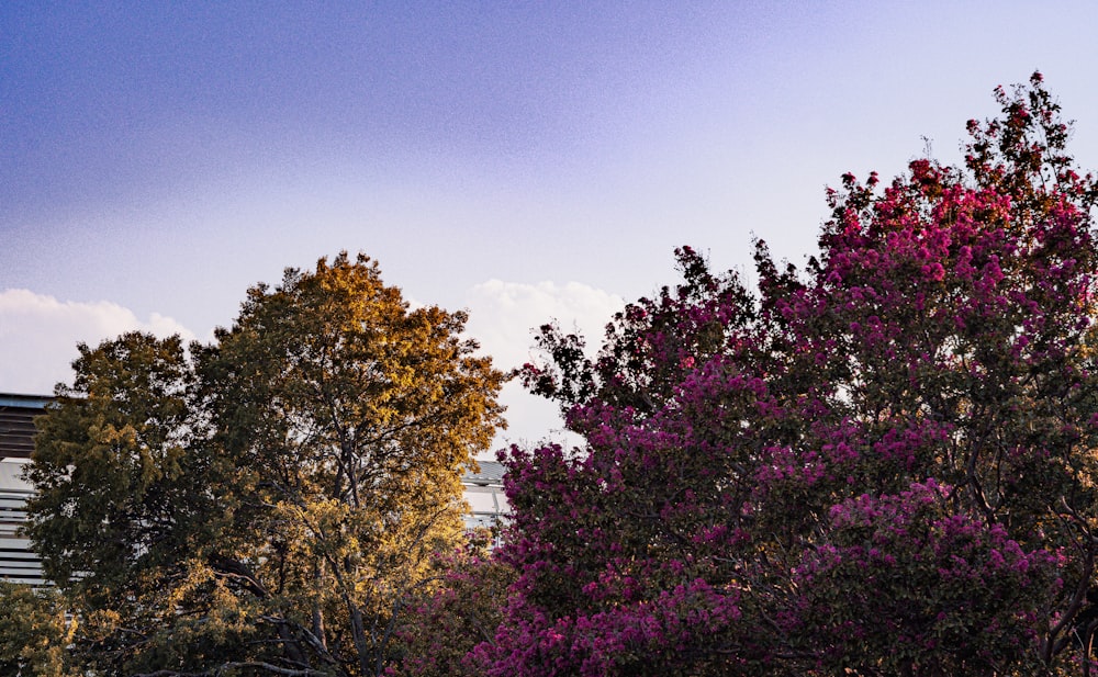 trees with purple flowers in the foreground and a building in the background