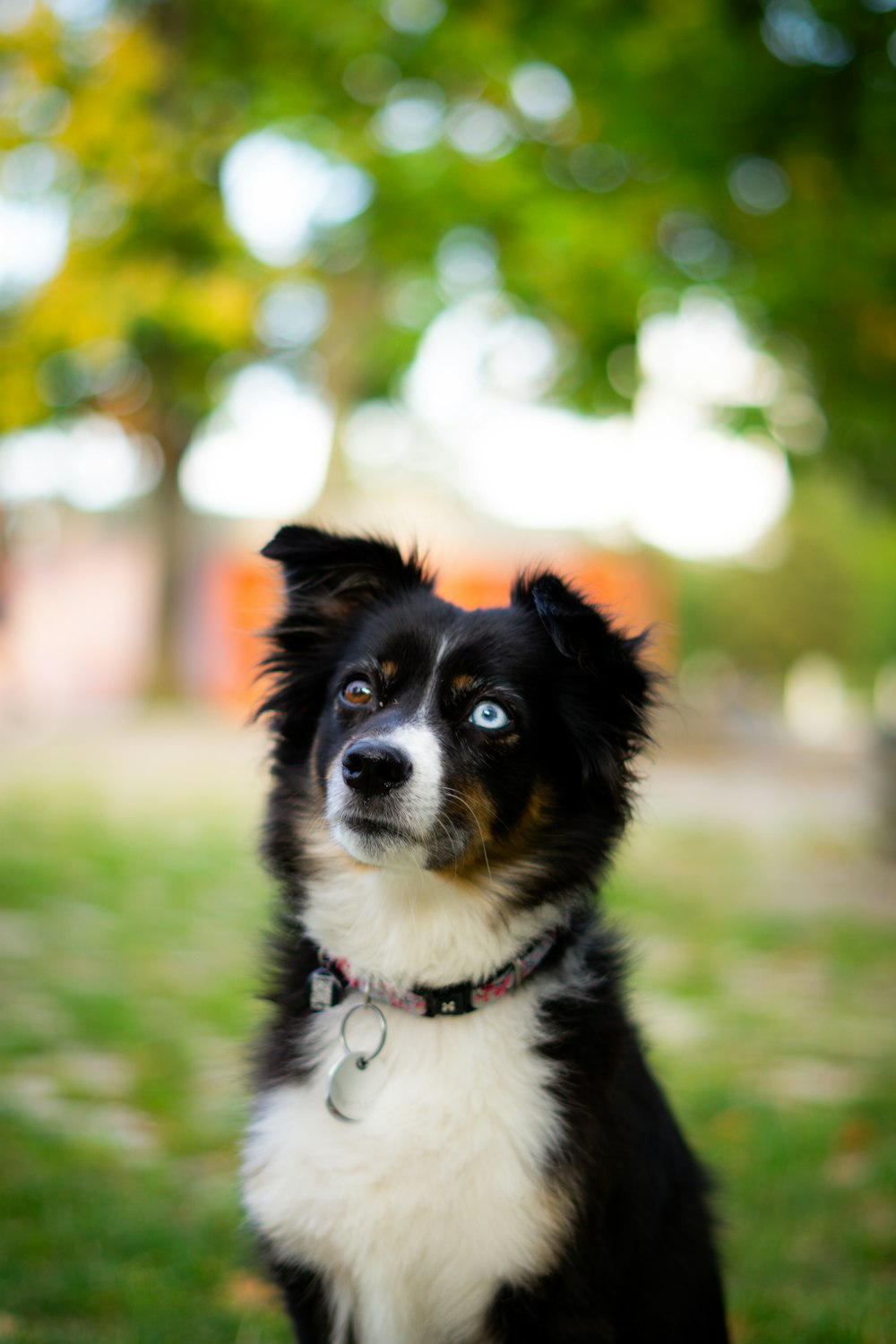 a black and white dog sitting on top of a lush green field