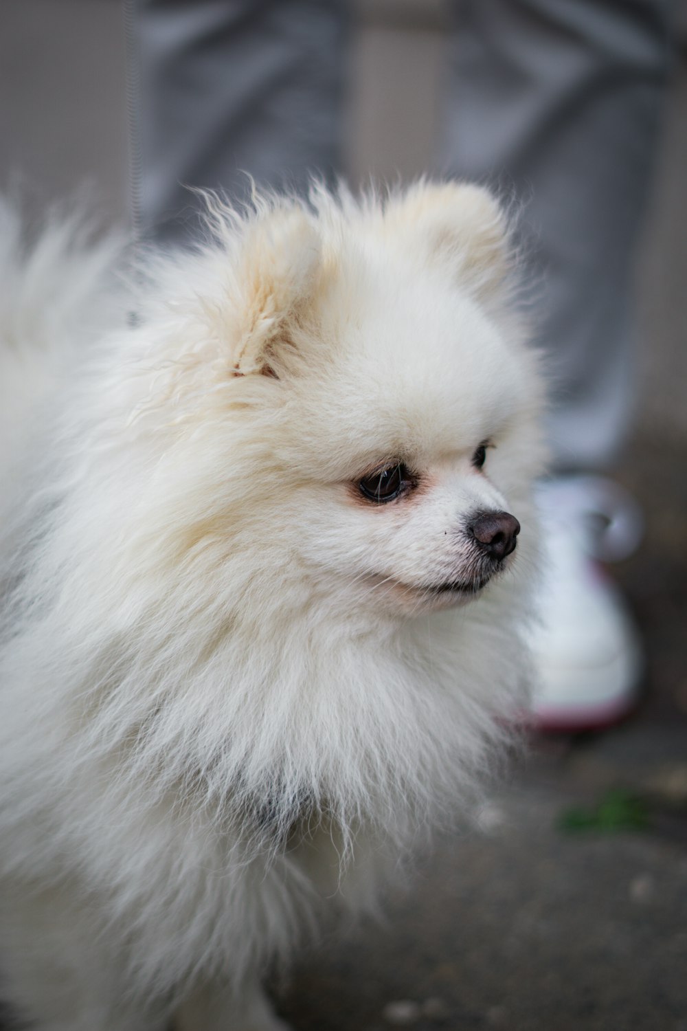 a small white dog standing on top of a sidewalk