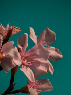 Close-up of a finely detailed botanical print featuring a burgundy flower against a soft teal background
