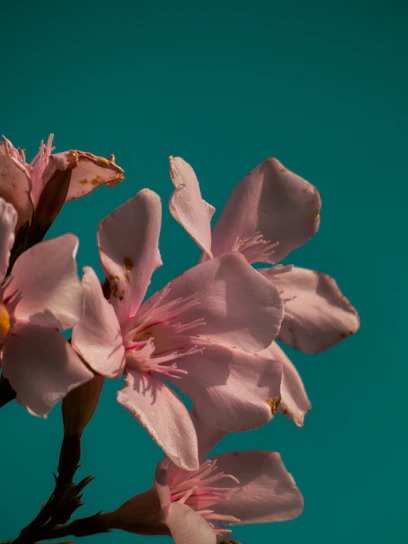 Close-up of a finely detailed botanical print featuring a burgundy flower against a soft teal background