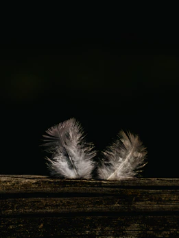 Delicate decorative feathers arranged artistically on a rustic wooden table.