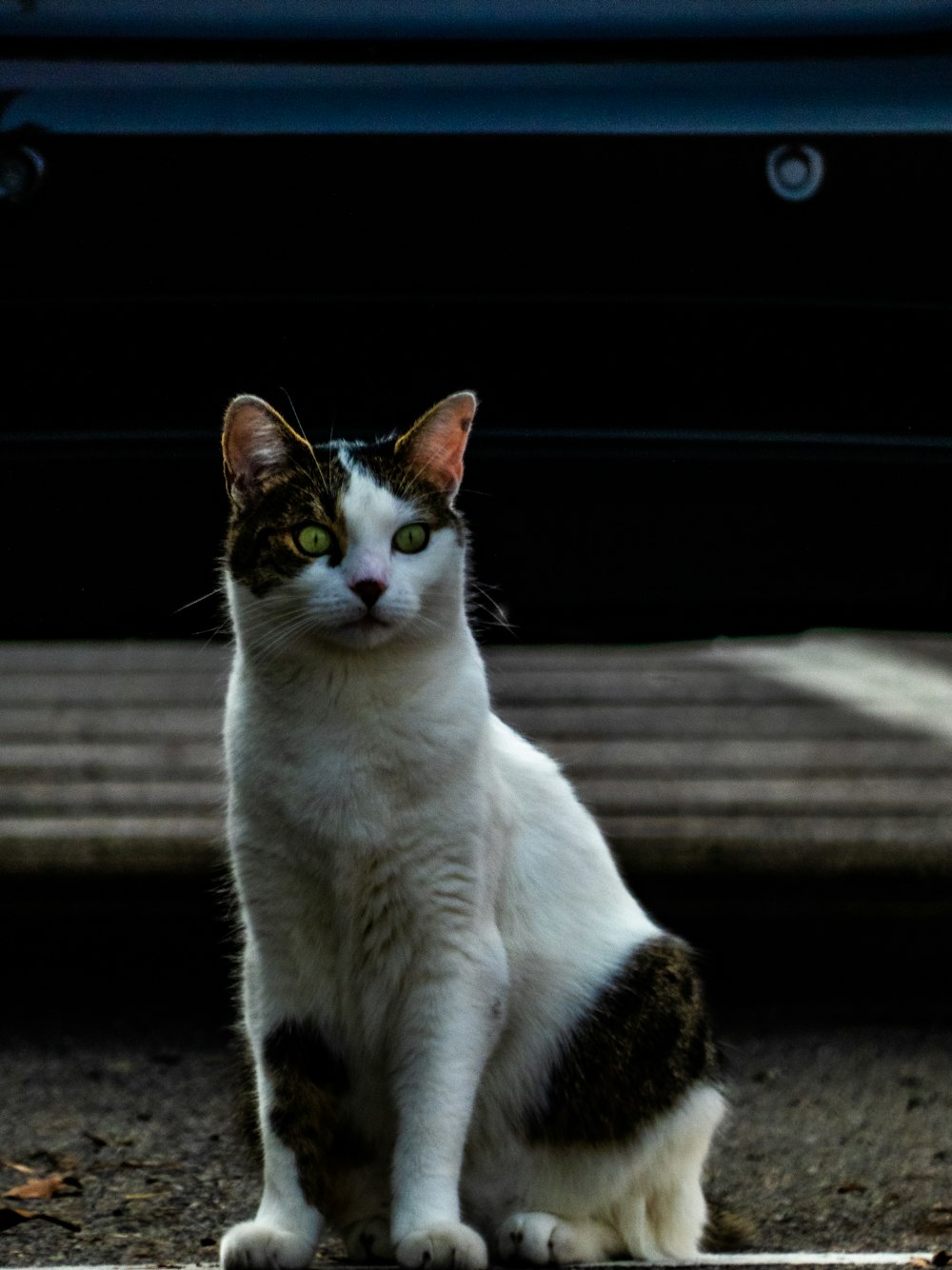 a cat sitting on the ground next to a car