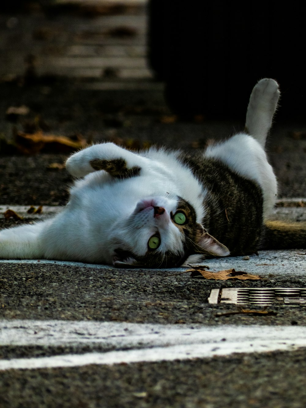 a cat laying on its back on the ground