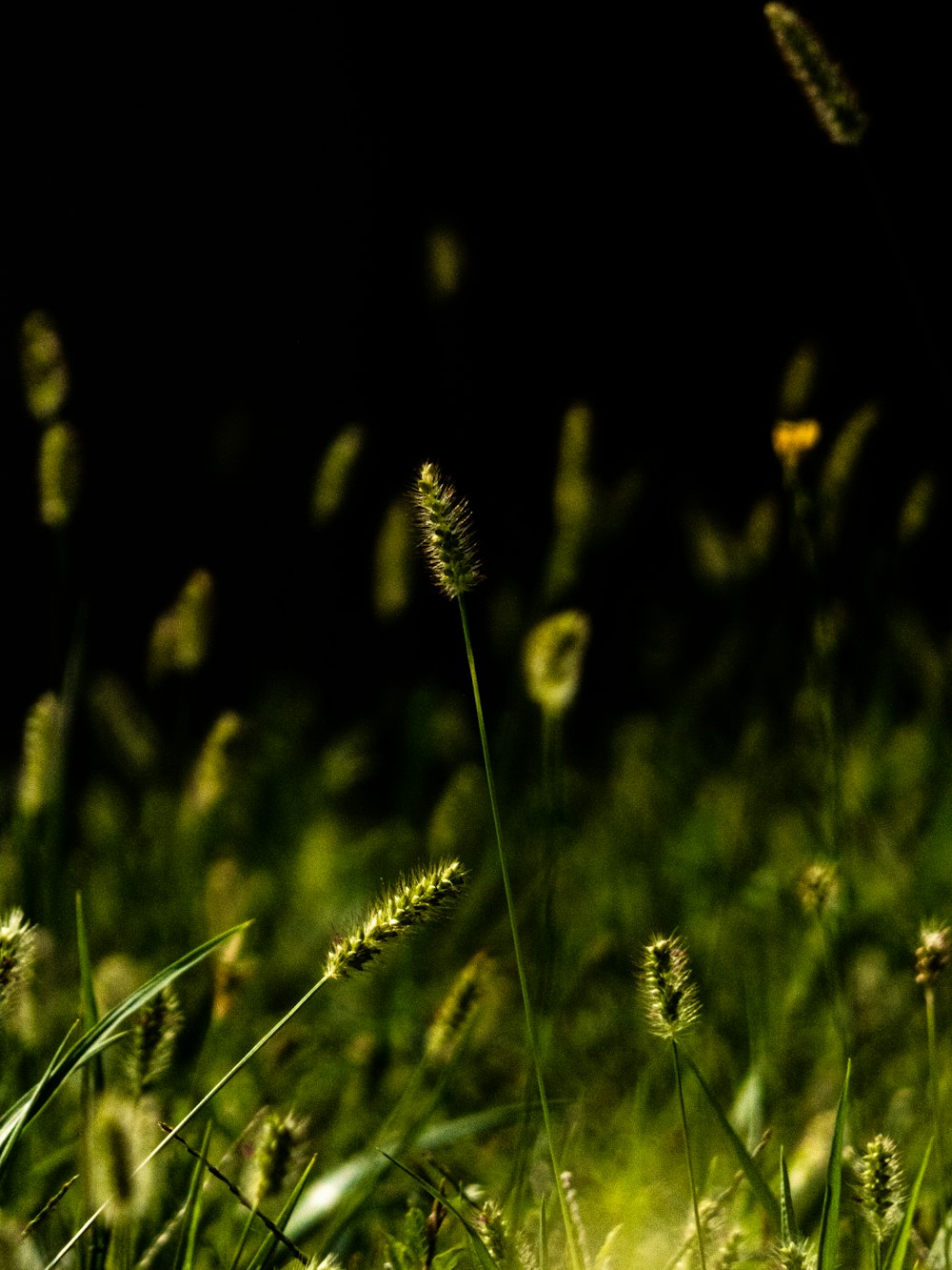 a close up of some grass with a black background