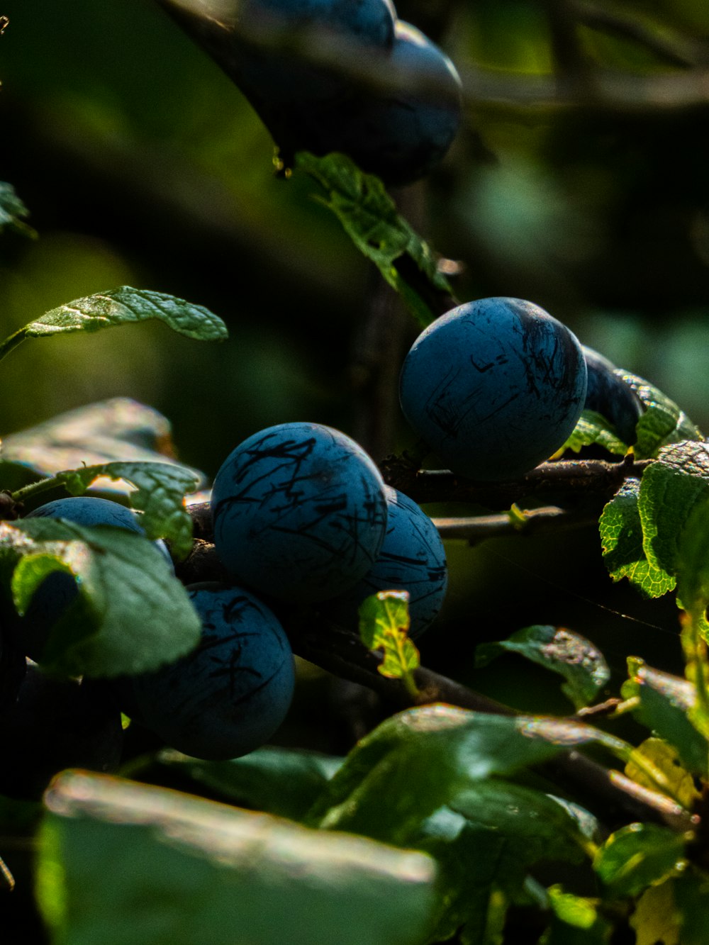 a bunch of blue berries on a tree branch