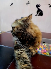 A fluffy cat with long fur and whiskers is lying on a glass surface that contains colorful pebbles. The cat is facing slightly away from the camera, showing more of its side profile. On the wall behind, there are silhouettes of a sitting dog and a butterfly.