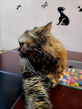 A fluffy cat with long fur and whiskers is lying on a glass surface that contains colorful pebbles. The cat is facing slightly away from the camera, showing more of its side profile. On the wall behind, there are silhouettes of a sitting dog and a butterfly.