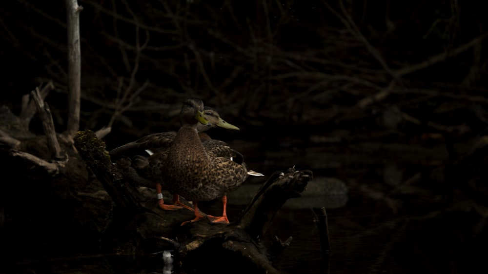 a couple of ducks standing on top of a tree branch